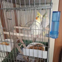 عروس هلندی مولد ۴ عدد