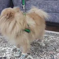 سگ پامر|سگ|مشگین شهر, |دیوار