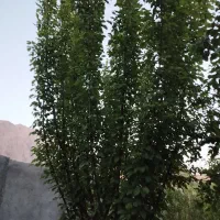 فروش-زمین-مسکونی-یا-باغی