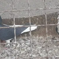 کبوتر بی بمب