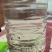 ماهی گوپی|ماهی|قم, انسجام|دیوار