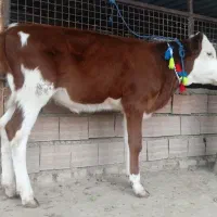 2 عدد گوساله سیمینتال ماده قرمز شرابی 4 ماهه|حیوانات مزرعه|گنبد کاووس, |دیوار