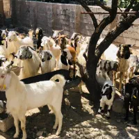 بزکره|حیوانات مزرعه|بافت, |دیوار