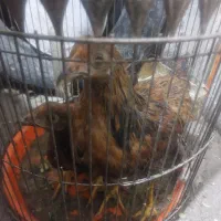 نیمچه مرغ