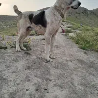 سگ الابای