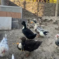 اردک کاکلی بالی|حیوانات مزرعه|وحیدیه, |دیوار