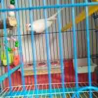 مرغ عشق همراه قفس|پرنده|تبریز, |دیوار