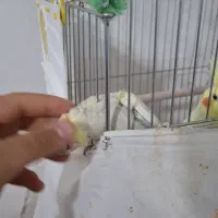 عروس هلندی|پرنده|قره ضیاالدین, |دیوار