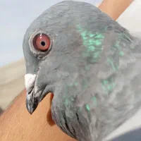 مجسمه کبوتر