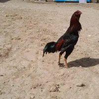 خروس لاری