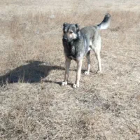 سگ2ساله|سگ|خلخال, |دیوار