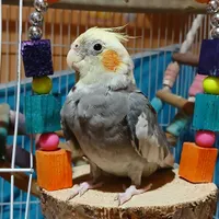 عروس هلندی نر