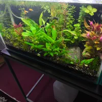 اکواریوم پلنت