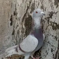 قوره ای نر|پرنده|شیراز, مسلم|دیوار