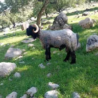 قوچ بختیاری اصل