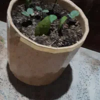 گل اپارتمانی|گل و گیاه طبیعی|قشم, |دیوار