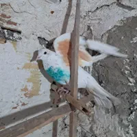 کفتر غریب اومد