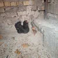 مرغ گلین|حیوانات مزرعه|قم, یزدانشهر|دیوار