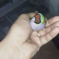 فنچ گلدین اورجینال|پرنده|پاکدشت, حصار امیر|دیوار