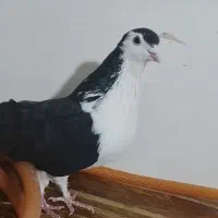 کفتر