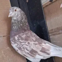 کفتر