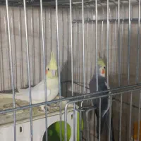 عروس هلندی