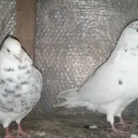 3 تا کبوتر خوب