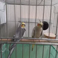 یک جفت عروس هلندی نر و ماده با قفس بزرگ وسه جوجه|پرنده|اصفهان, عسگریه|دیوار