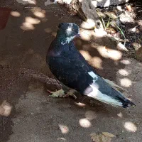 کبوتر پاموشی