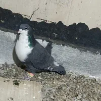 کبوتر ریش سیاه گلاب