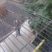 سره ماده|پرنده|تهران, زرکش|دیوار