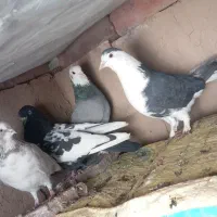 کفتر معاوضه