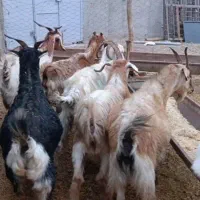 بز چاق و چله و جوان