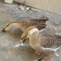 قوغاز بالغ