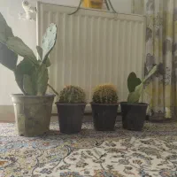 چهار تا گلدون کاکتوس ۶۰۰ تومان