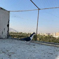 کبوتر هوایی|پرنده|شیراز, میانرود|دیوار