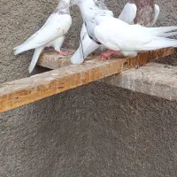 جوجه زاغ هندی وطوقی|پرنده|بندر ماهشهر, |دیوار