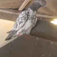 سلام این نسل کمانگیرهست