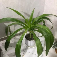 گل اشک ملکه