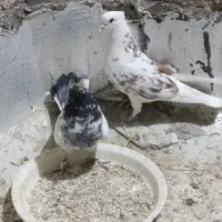 کبوتر پرشی ساعت بالا