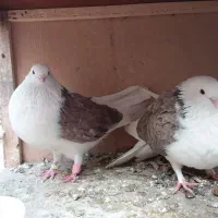 کبوتر دو کت تهرانی بسیار کشیده|پرنده|قم, جهان بینی|دیوار