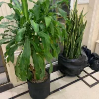 خدمات باغبانی در محل تعویض خاک گلدان منزل وشرکت|خدمات باغبانی و درختکاری|تهران, پاسداران|دیوار