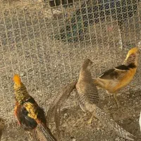 طاووس و مرغ بلژیکی و جوجه و تخم|حیوانات مزرعه|تهران, پیکان شهر|دیوار