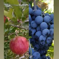 فروش وام ۱۵۰ میلیون