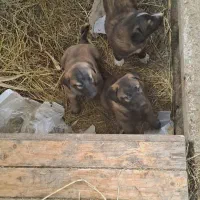 فروش توله سگ سرابی اصیل ذات قدیم