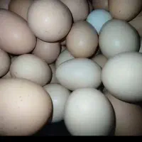 تخم مرغ محلی