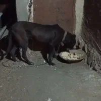 سگ ۱۱ماهه از نسل ببل