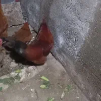 خروس محلی جوان|حیوانات مزرعه|محمدشهر, ولدآباد|دیوار