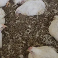 مرغ.مرغ محلی.مرغ تخمی.مرغ تخمگذار
