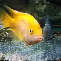 جفت گیری ماهی پرت با تگزاس|ماهی|میاندوآب, |دیوار